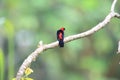 Masked crimson tanager in Ecuador, south America