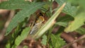 Masked Devil / Yellow Monday Cicada - Cicadidae