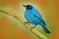 Masked Flower-piercer, Diglossa cyanea, blue tropic bird with bl