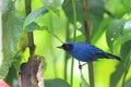 Masked Flowerpiercer Royalty Free Stock Photo