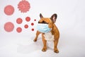 A masked French bulldog is not afraid of being infected with a coronovirus. The concept of coronovirus with humor