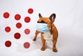 A masked French bulldog is not afraid of being infected with a coronovirus. The concept of coronovirus with humor