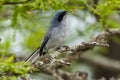 Masked Gnatchatcher (Polioptila dumicola).IberÃ Marshes,