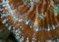 Masked Goby Royalty Free Stock Photo