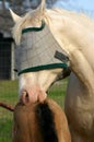 Masked Horse Grooming Foal Royalty Free Stock Photo