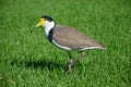 Masked lapwing