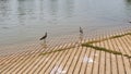 Masked Lapwing Couple on Mawson Lakes Boatramp