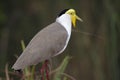 Masked lapwing, Kakadu, Australia Royalty Free Stock Photo