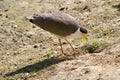 Masked lapwing Royalty Free Stock Photo