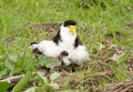 Masked lapwing ploverwith a young chick Royalty Free Stock Photo