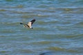 Masked Lapwing or spur-winged plover bird flying on the beach. Royalty Free Stock Photo