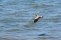 Masked Lapwing or spur-winged plover bird flying on the beach. Royalty Free Stock Photo