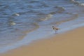 Masked Lapwing or spur-winged plover bird walking on the beach. Royalty Free Stock Photo