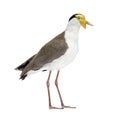 Masked lapwing standing white background