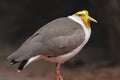 Masked lapwing - vanellus miles Royalty Free Stock Photo