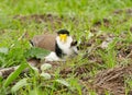 Masked lapwing with a young chick Royalty Free Stock Photo