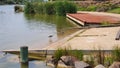 Masked Lapwings Foraging at Mawson Lakes Boatramp Royalty Free Stock Photo