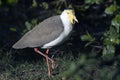 Masked Lapwings Vanellus miles Royalty Free Stock Photo