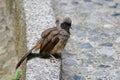 Masked laughingthrush or Pterorhinus perspicillatus on concrete bank of a small lake in Hong Kong, which is a species of