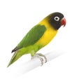 Masked Lovebird - Agapornis personata Royalty Free Stock Photo