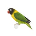 Masked Lovebird - Agapornis personata Royalty Free Stock Photo