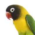 Masked Lovebird - Agapornis personata Royalty Free Stock Photo