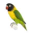 Masked Lovebird - Agapornis personata Royalty Free Stock Photo