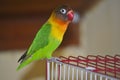 Masked lovebird or Agapornis personatus Royalty Free Stock Photo