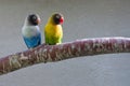 Masked Lovebirds on branch (looking right)