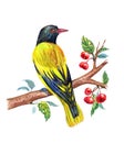 Masked oriole on a branch of a wild apple tree, watercolor drawing