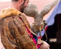 Masked Owl feeding out of trainer`s hand at `Birds of Prey` exhibition at St Ives Medieval Faire