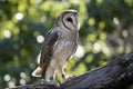 A masked owl Royalty Free Stock Photo