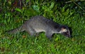 Masked palm civet or Paguma larvata.