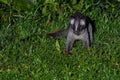 Masked palm civet or Paguma larvata.