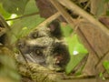 Closeup shot of a masked plam civet looking at the camera Royalty Free Stock Photo