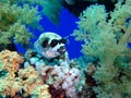 Masked puffer