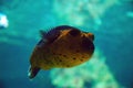 Masked Puffer