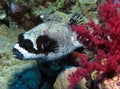 Masked Puffer, Arothron diadematus at Dangerous Reef, St John's