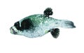 Masked puffer Royalty Free Stock Photo