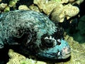 Masked Puffer arothron diadematus. Royalty Free Stock Photo