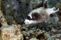 Masked puffer in de Red Sea. Royalty Free Stock Photo