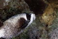 Masked puffer in de Red Sea. Royalty Free Stock Photo