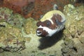 Masked puffer Royalty Free Stock Photo