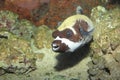 Masked puffer