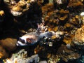 Masked puffer in the Red Sea