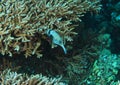 Masked puffer by staghorn coral