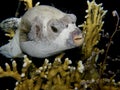 Masked Pufferfish at night - Red sea Royalty Free Stock Photo