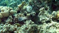 Masked Pufferfish in the Red Sea of Egypt Royalty Free Stock Photo