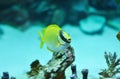 Masked Rabbitfish - Siganus puellus Royalty Free Stock Photo