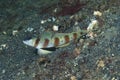 Masked Shrimp-Goby Amblyeleotris gymnocephala